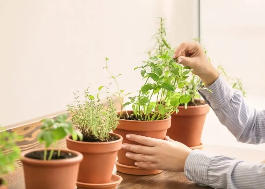 Horta em casa - Como cultivar dentro de seu apartamento